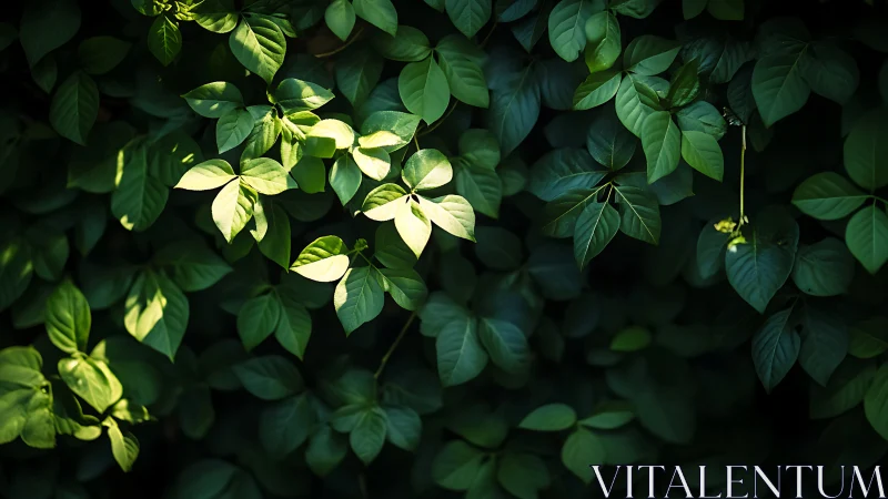 Dappled sunlight models dense green foliage with soft depth contrasts