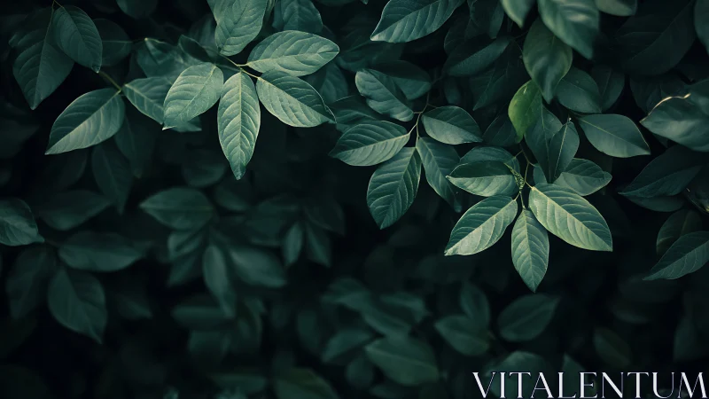 Low-key macro study of overlapping matte green foliage canopy