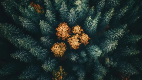 Aerial view of autumn trees among green pines in forest, moody style.