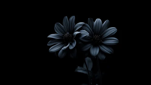Ethereal Daisies Bloom in Moody Elegance and Shadow