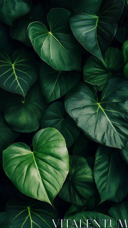 Dark green tropical leaves with bold heart shaped foliage.