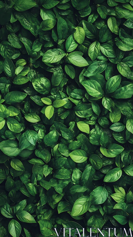 Lush emerald foliage texture with layered tropical leaves.
