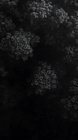 Monochrome aerial canopy renders dense foliage as negative space