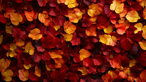 Crimson and gold autumn leaves create a rich seasonal tapestry