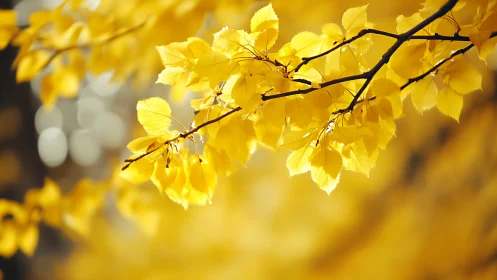 Golden-leaf chorus shimmering in soft, forgiving autumn light.