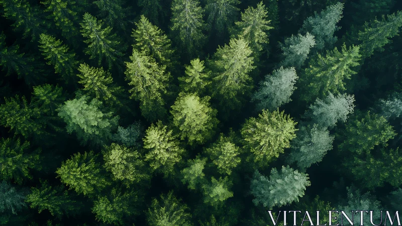 Aerial view of dense pine forest with lush green treetops.