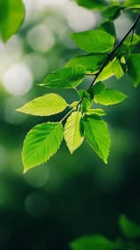 Sunlit green leaves hang sharply focused against soft bokeh
