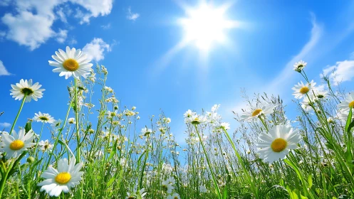 Daisy flowers in low angle view under clear midday sunlight.