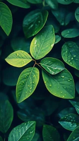 Vibrant green leaves with raindrops in close natural focus.