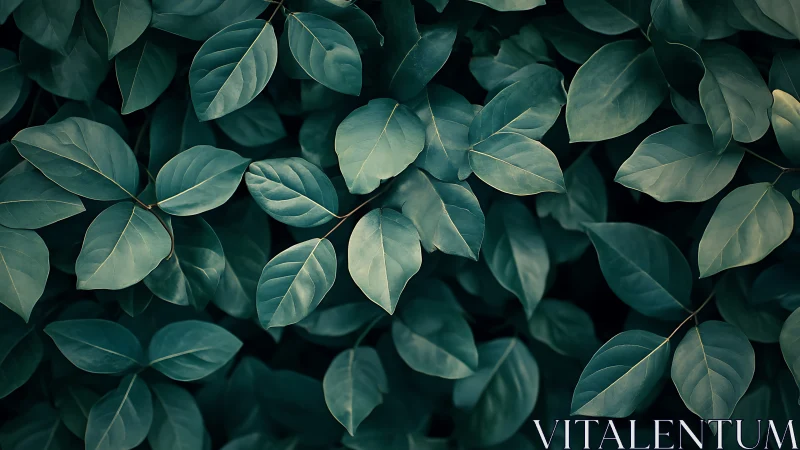 Dense green foliage fills frame with overlapping matte leaves