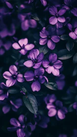 Purple Flowers Dancing in Shadow.