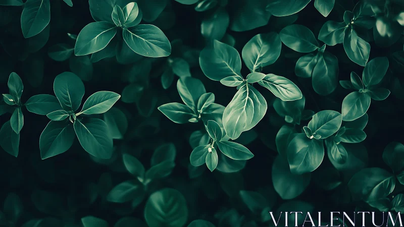 Emerald basil leaves form dense abstract foliage pattern