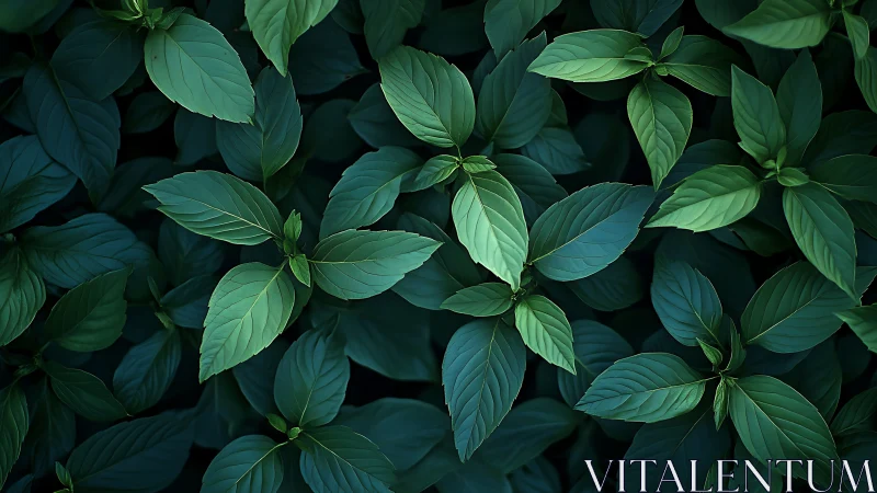 Photorealistic top-view foliage with layered leaf geometry.