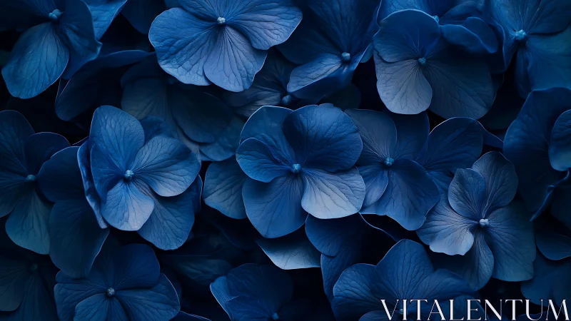 Deep Blue Hydrangea Blooms in Shadow.