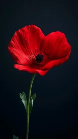 Vibrant Red Poppy in Dramatic Dark Setting.