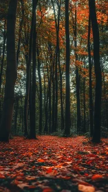 Autumn Forest Path Among Towering Trees With Fallen Leaves