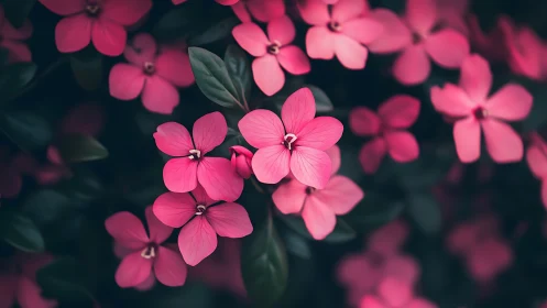 Pink five-petaled flowers with green foliage on dark background.