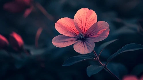 Luminous Pink Flower Glowing Against Dark Moody Background