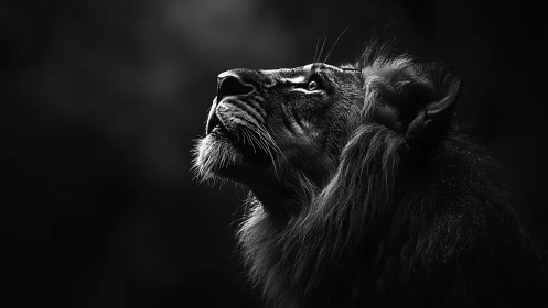 Monochrome side profile of lion against dark background.