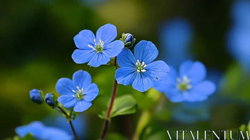 Cerulean Petals Dancing: Forget-Me-Nots in Luminous Bloom.