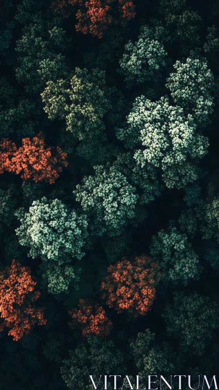 Forest canopy mosaics glow in scattered teal and ember light.