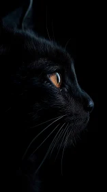 Black cat profile with amber eye against dark background.