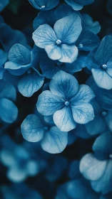 Blue Hydrangea Flowers with Detailed Petal Structure