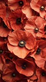 Poppy Blooms: Red Papaver Flowers with Stamen Details