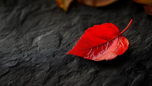 Scarlet leaf macro on wet slate with dramatic side lighting.