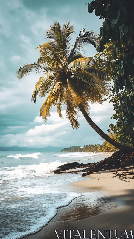 Coastal beach with leaning palm tree and distant mountain range.