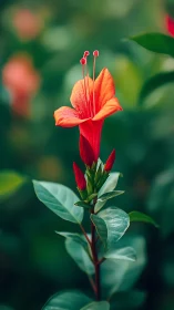 Scarlet Trumpet Flower in Selective Focus Macro Study.