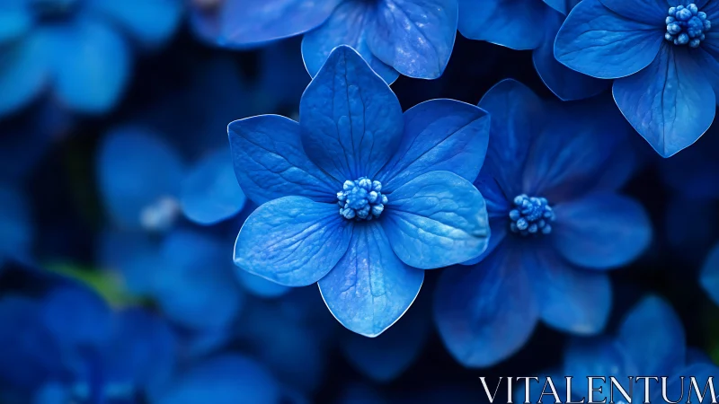 Radiant Blue Flowers in Delicate Focus.