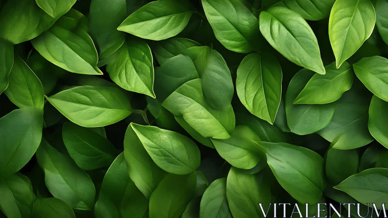 Gentle green leaves creating a fresh, calming backdrop.