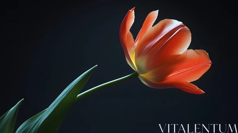 Elegant orange tulip in dramatic lighting, minimalist floral style.