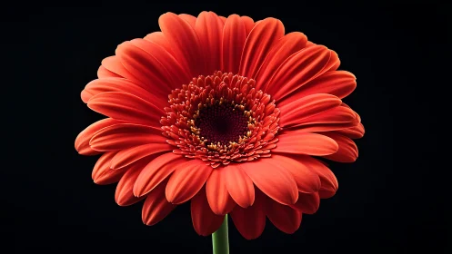 Crimson Gerbera's Velvet Bloom Against Obsidian.