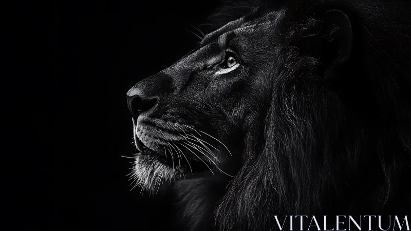 Monochrome side profile of a male lion against black background.