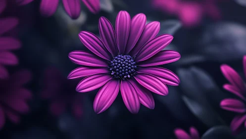 Vivid Magenta Daisy with Jeweled Center Against Soft Blur.