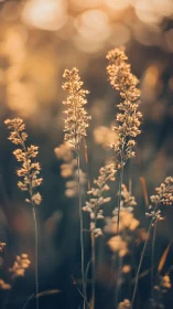 Golden meadow grasses glow softly in warm evening light