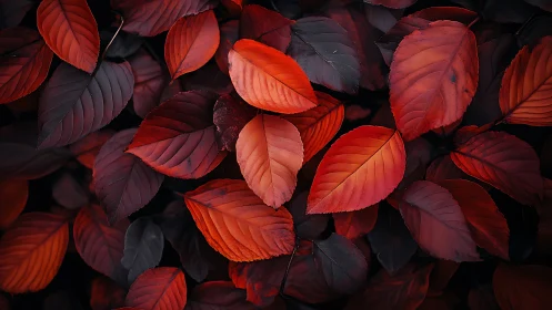 Crimson autumn leaves create a dramatic, moody forest tapestry