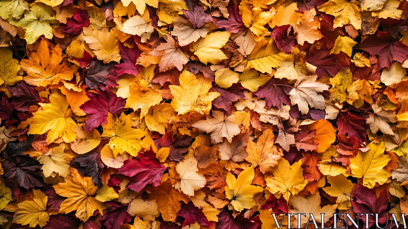 Autumn maple leaves form a rich, colorful forest carpet.