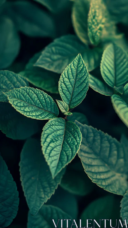 Close-up view of textured green leaves in soft focus.
