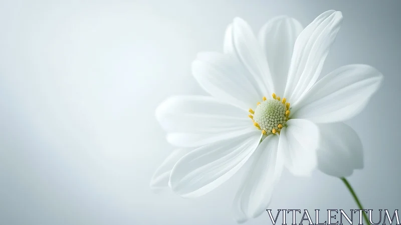 White cosmos flower with yellow center against soft diffused background