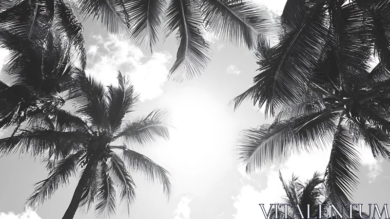Monochrome palm canopy encircles bright tropical sky.