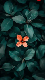 Single orange flower centered amid dark green foliage