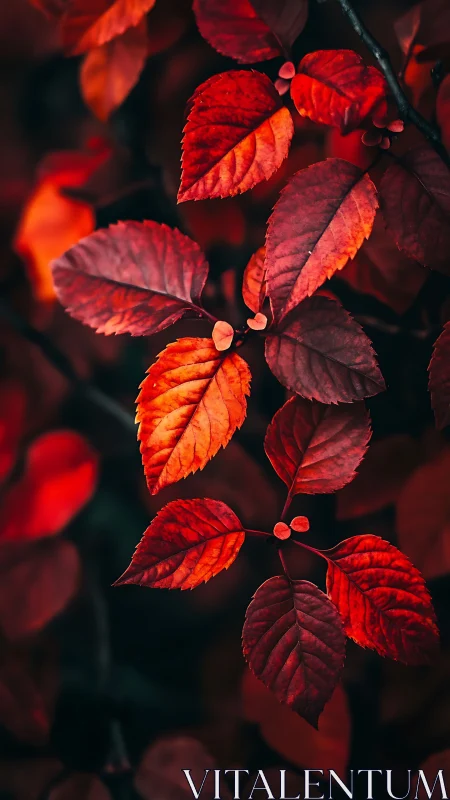 Crimson autumn leaves glow against deep shadowed bokeh.