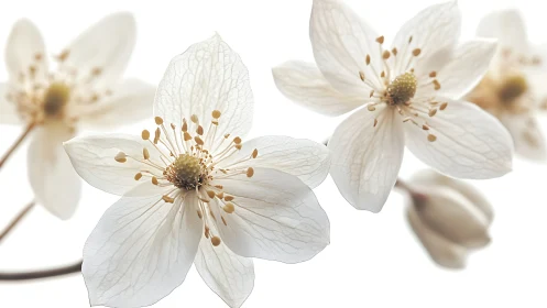Delicate white flowers with prominent golden stamens on pale background.