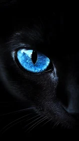 Black Cat Blue Eye with Reflection Detail.