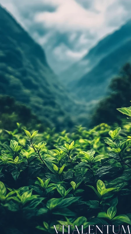 Valley of emerald leaves quietly drinks the mountain mist