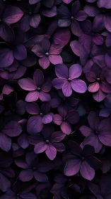 Purple Hydrangea Blooms Close Study.