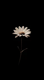 Serene White Daisy Glowing Against a Black Canvas